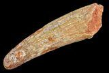Fossil Pterosaur (Siroccopteryx) Tooth - Morocco #157131-1